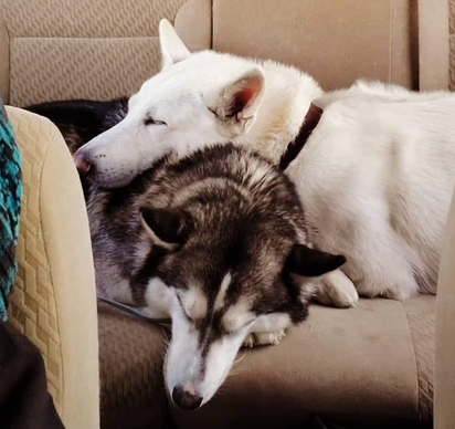 dogs cuddling